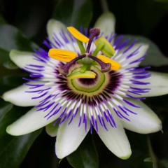 Cholí - Versión Pasionaria