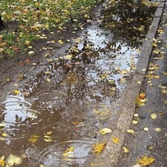 Weeping Willow