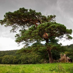 Ancient Tree