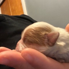 primal time (prod.lmksumjah)