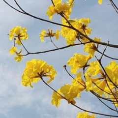 Nurko - Blindspot, Pt. 1 (Nico Remx)