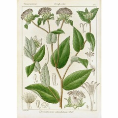 HK_Fantaisies_tracks_15