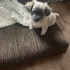 Kiss Kiss Bang Bang.mp3