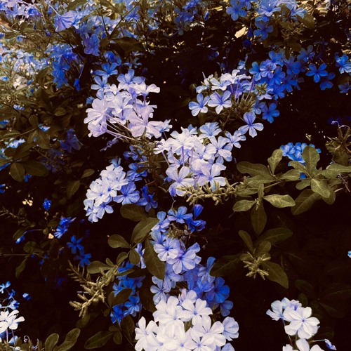 Sanctuary: A mix by Altered Noise