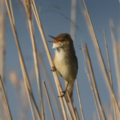 Reed Warbler close up