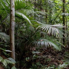 Batanta Rainforest, West Papua