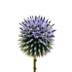 Echinops
