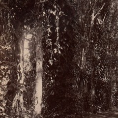 Leopold Godowsky - Gardens Of Buitenzorg