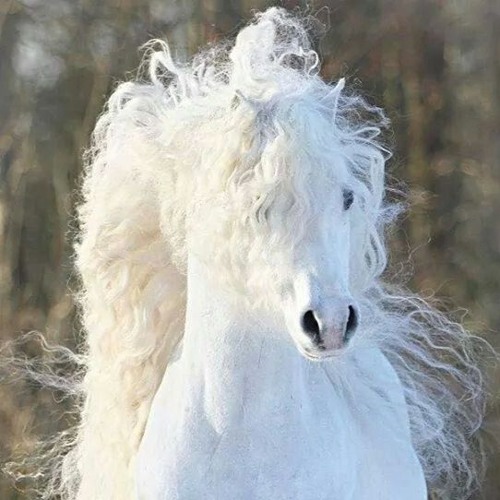 Purity
