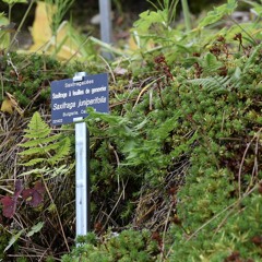 Saxifraga juniperifolia
