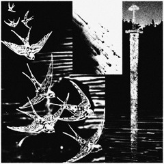 swallow/stardust