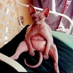 bitch, CAT RAPE.