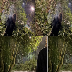 PainTourr - align *ynx*