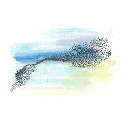 Murmurations