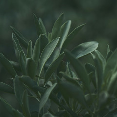 Salvia Salvation [OSC 197]