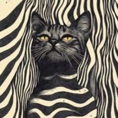 catgroove itajai