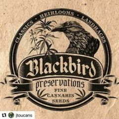 Blackbird Preservations feat JToucan - NW47 08/03/25