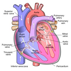 Om Sagar - A Heart Dimension