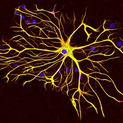 astrocyte