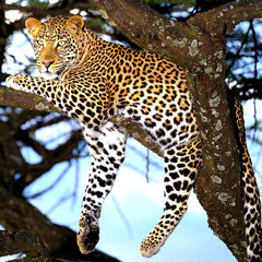 The leopard, the rich man and the tyrants - Read One
