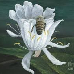 For the beekeepers ..ft Lilian Treiberg..