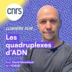 Lumière sur... Les quadruplexes d'ADN
