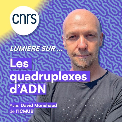 Lumière sur... Les quadruplexes d'ADN