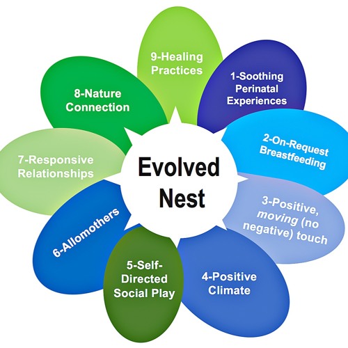 The Evolved Nest Explained: Each of the Nine Components Discussed