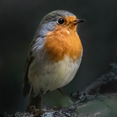 Fly Robin Fly (Cover)