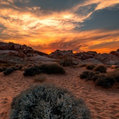 Nevada Never Loved You