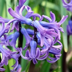 Hyacinth 〜sorrow〜