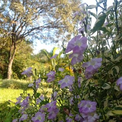 12.07.2022 - Cap. XI - Amar o Próximo Como a Si Mesmo - Caridade com os Criminosos (5)