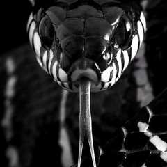 SnaKe VeNom