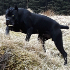 cane corso [287wrld]
