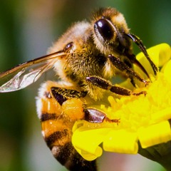 bees go buzzin
