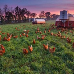 The Sounds of Nature. Birds singing on the farm