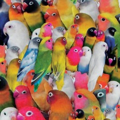 🦜Parrots (Seafood Diet Cover)