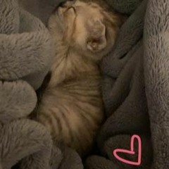 i got a cat isnt she cute :D