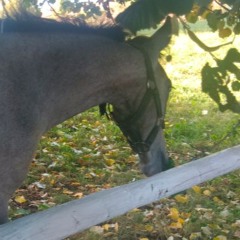 Mayxwellmnimal - Lipizzaner