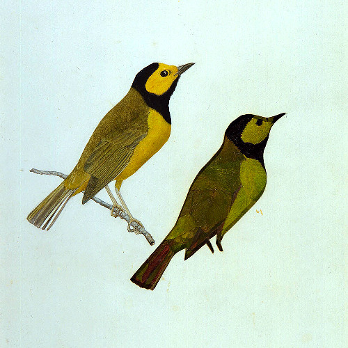 [PREVIEW] octonicle - Infrared Worlds [VRTB002]