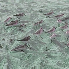 EstaPaticaBlackiachi