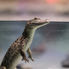 bombardiro crocodilo🐊