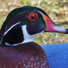 Wood Duck, Female Contact Calls 02 (AMNS368449)
