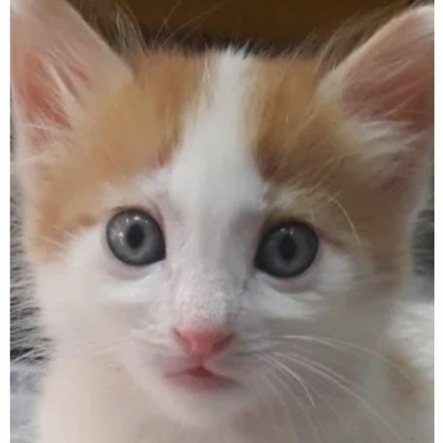 federasyon kultur zorunlu petlebi kedi sahiplenme bilsanatolye com