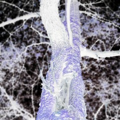 симфония воскресенья