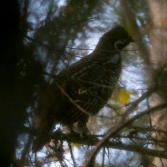 Grouse