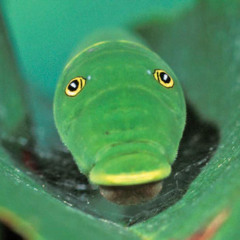 caterpillar