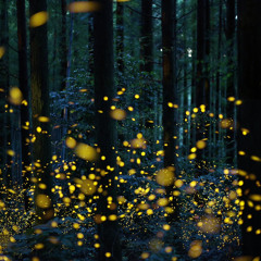 fireflies (prod. exbabyfitiluvvv)