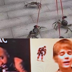 mitch loses it (2005)