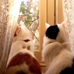 Surah Al-Waqi'ah by Omar bin Diaa Al-Din